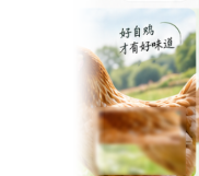 崇明草鸡实拍